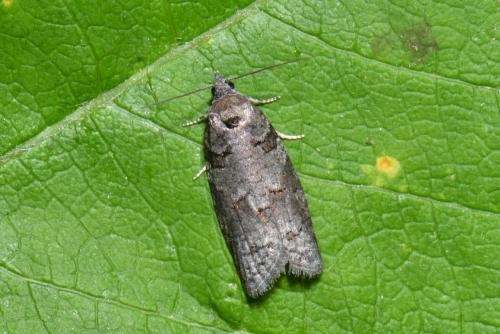 Eana incanana